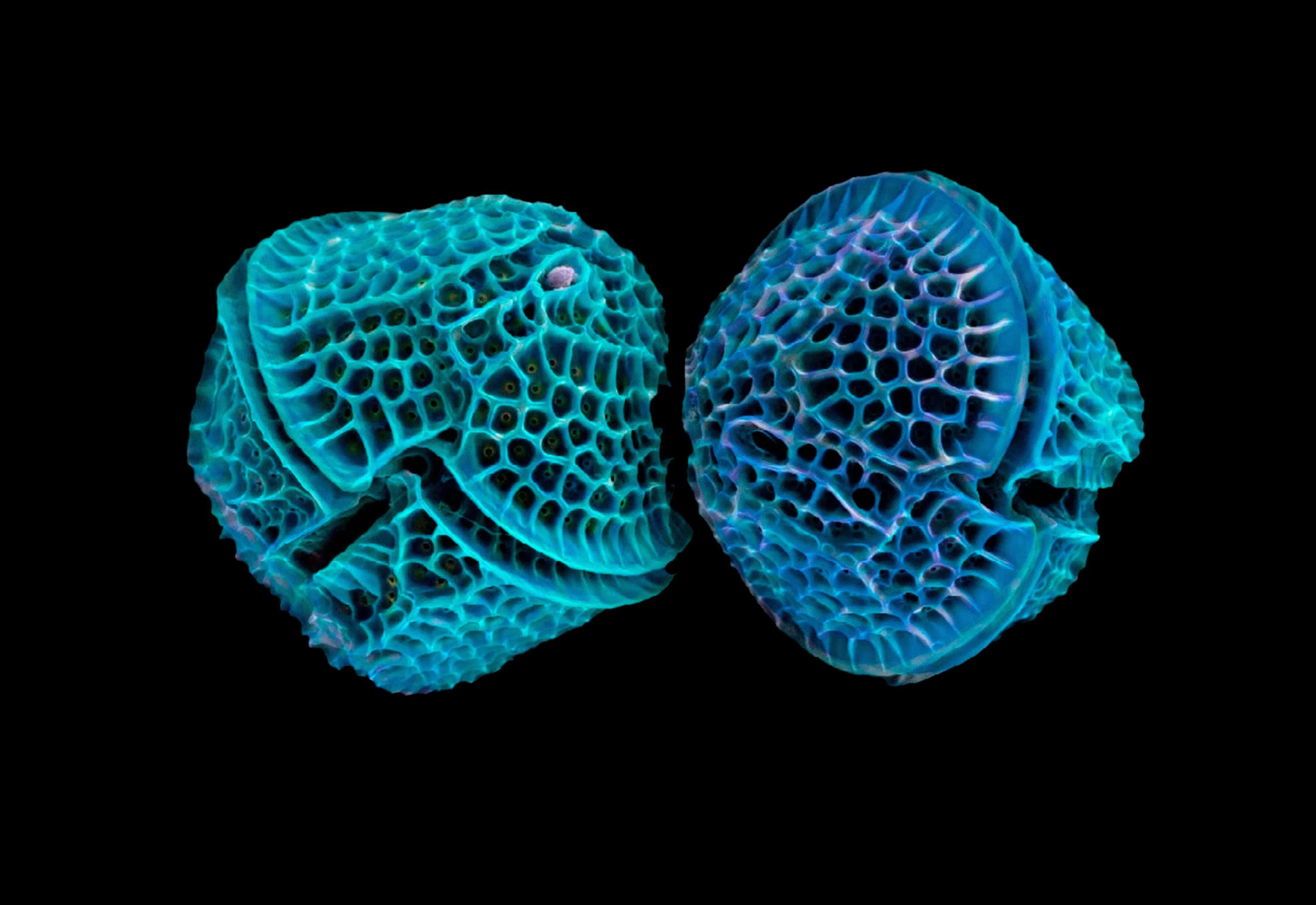 Provectus microalgae under the microscope